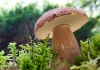 Paddenstoelen plukken